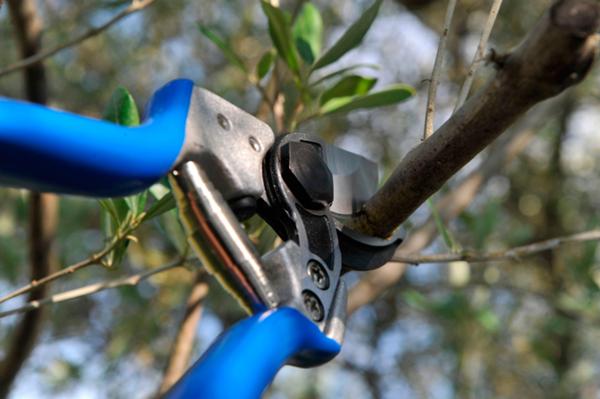 A3 - Short blade vine shears