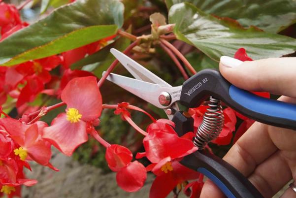 B2 - Shears grape-cutting and bonsai