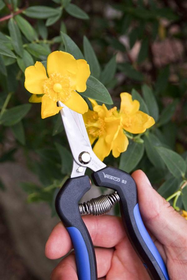 B3 - Grape cutting-and-cleaning shears