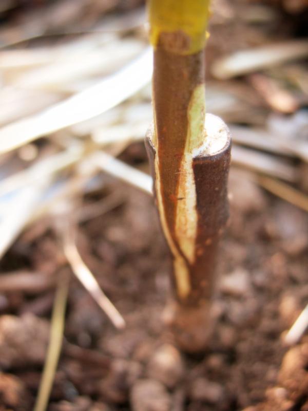 R1 - Traditional grafting knife